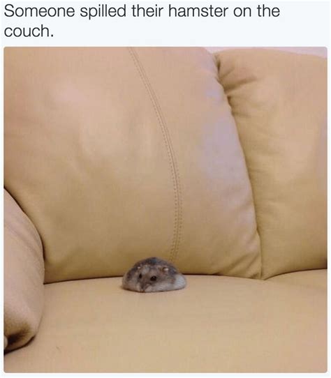 32 Animal Memes That Will Brighten Your Day I Can Has Cheezburger
