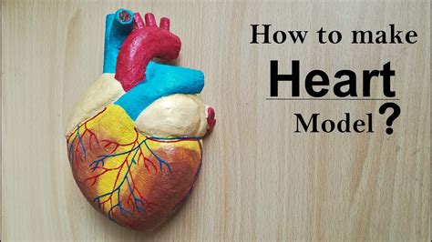 How To Make Human Heart Model Part 12 Youtube