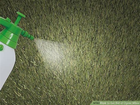 In many instances, it is possible to wash mites off fruit trees, ornamentals, and plants in the vegetable garden with a strong hose spray. 3 Ways to Get Rid of Clover Mites in 2020 | Clover mites ...