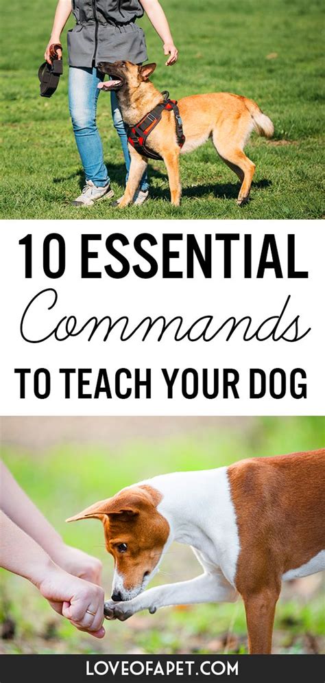 10 Essential Commands To Teach Your Dog Love Of A Pet Emotional