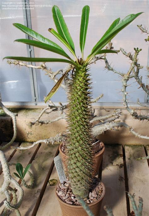 Questions like these are the first ones to ask your self when considering propagation. PlantFiles Pictures: Pachypodium (Pachypodium menabeum) by ...