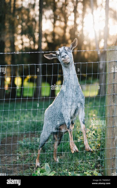 Goat Standing On Hind Legs High Resolution Stock Photography And Images