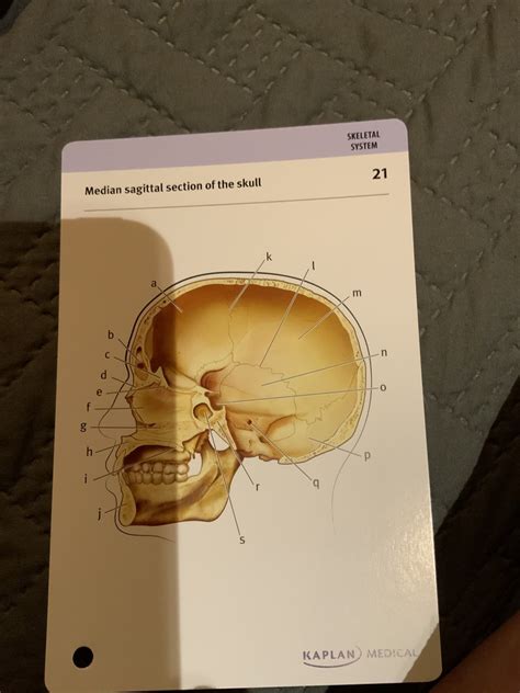 Skull Diagram Quizlet