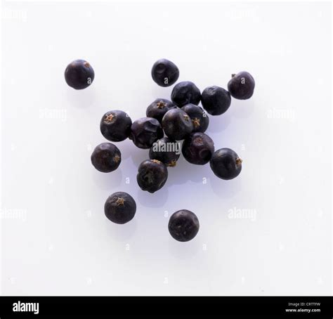 Juniper Berries Hi Res Stock Photography And Images Alamy