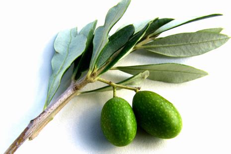 Maybe you would like to learn more about one of these? Khasiat Dibalik Daun Zaitun - Serupedia.com