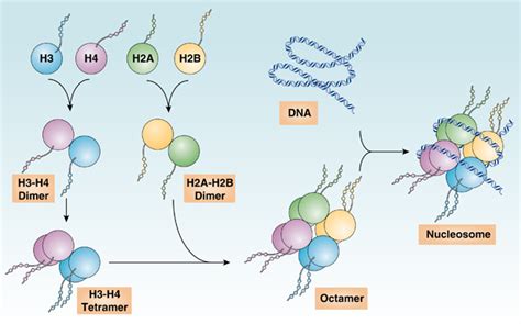 histone structure and nucleosome assembly a nucleosome contains an download scientific diagram