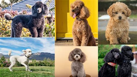 Classifying Different Types Of Poodles An Overview Pethelpful