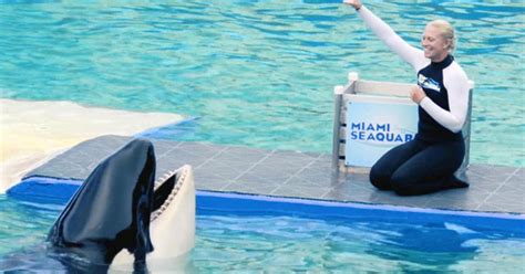 Lolita The Killer Whale Moves One Step Closer To Freedom Cbs News