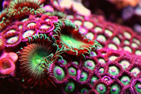 Coral Art Wallpapers Bing Images