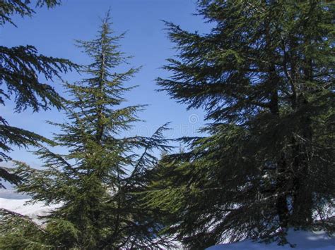 Arz Al Barouk Lebanon Cedars Snow Season Stock Image Image Of Lebanon