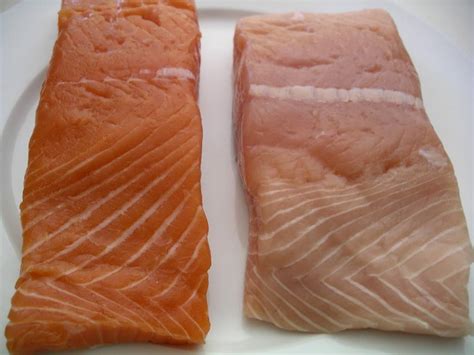 Wild White King Salmon Recipe Yogitrition