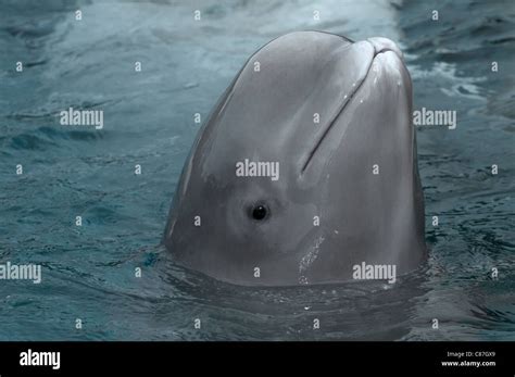Baby Beluga Whale Stock Photo Alamy
