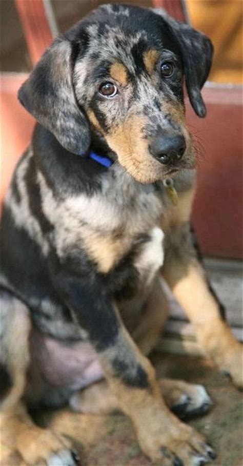 1000 Images About Austrailian Shepherds And Catahoulas On Pinterest