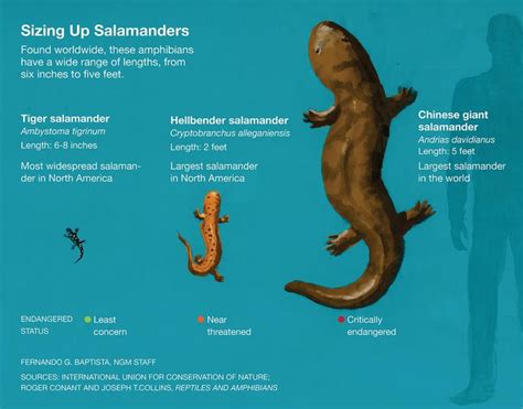 This Giant Salamander Isnt 200 Years Old But Its Still Super Rare