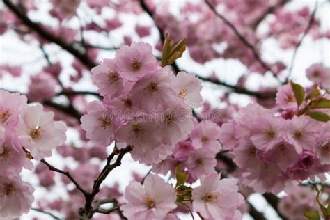 Flowers Of Japanese Sakura Cherry Blossom Of Spring In The Botanical