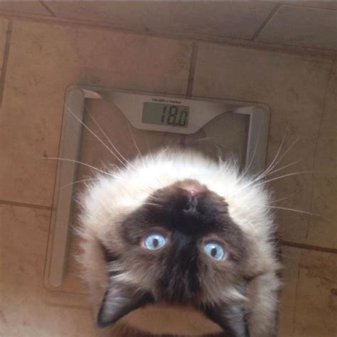 Combining the love and fluffs of adoptable cats plus superb coffee in a java cats cafe partners with the humane society of cobb county, and fosters up to 20 cats at a time in their cat room. Pin on Cat & Craft