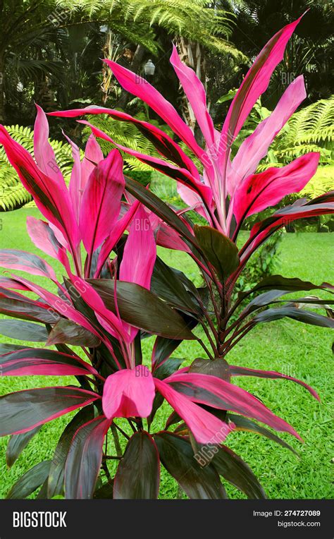 We did not find results for: Hawaiian Ti Plant Image & Photo (Free Trial) | Bigstock