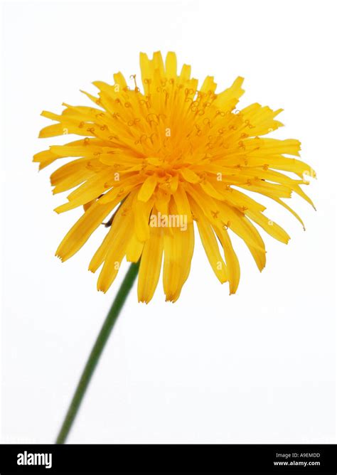 COMMON NAME Dandelion LATIN NAME Taraxacum offiicinale Stock Photo - Alamy