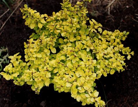 Wer in rauen lagen auf nummer sicher gehen will, kann die pflanzen dennoch bei strengen minustemperaturen mit einem leichten vlies abdecken, damit die. Sträucher für den Steingarten | Garten Wissen