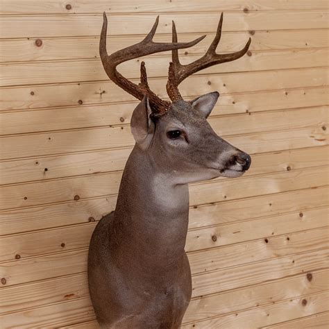 Excellent 8 Point Whitetail Buck Deer Taxidermy Shoulder Mount Mm5016