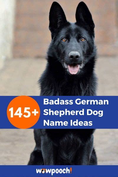 145 Badass German Shepherd Dog Name Ideas Wowpooch