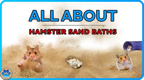 Sand Baths For Hamsters Whats Good About Sand Baths Do Hamsters Need