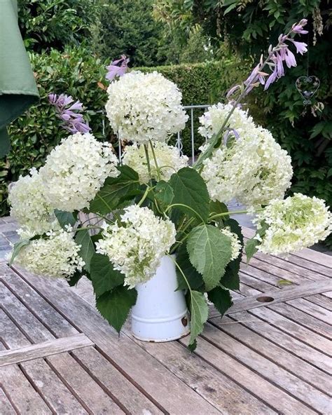 25 Stunning Annabelle Flowers Pictures Annabelle Hydrangea Growing Guide
