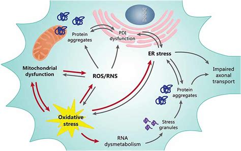 Mitochondrial Dysfunction And Oxidative Stress OS Are Tightly