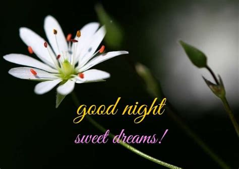 Good Night Sms For Friends Good Night Wishes