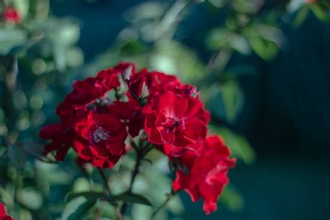 Wallpaper 5184x3456 Px Depth Of Field Nature Red Flowers 5184x3456