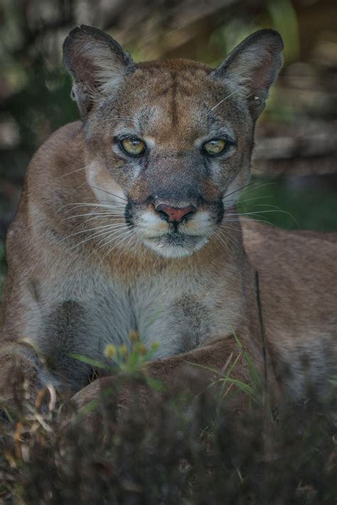 A Rare Face To Face Encounter With The Elusive Florida Panther Fotos