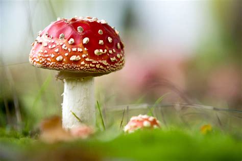 Cafeneaua Peromaneste Dela Voi Pentru Voi A Mushroom Out Of A Fairy