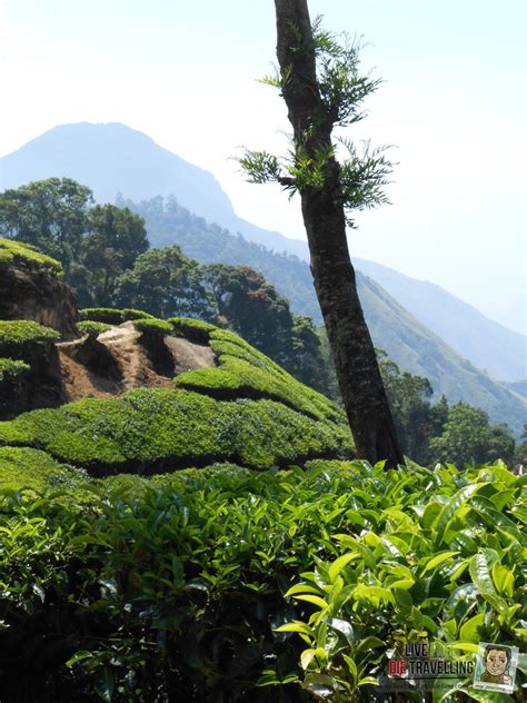 Munnar Tea Plantations, Kerala, India - Gallery - Live Free Die Travelling