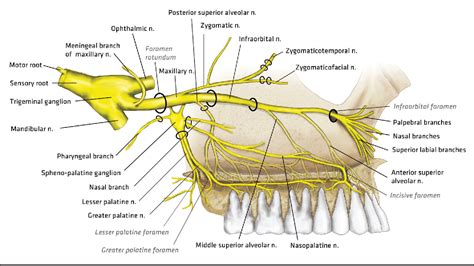 Figure 1 From Anatomy And Clinical Significance Of The Maxillary Nerve