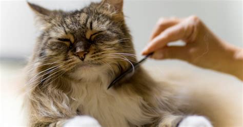 How to get rid of cat hair on clothes. How to Prevent and Get Rid of Mats in Your Cat's Fur ...
