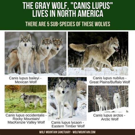 Wolf Tip Wednesday The Gray Wolf Canis Lupus Lives In The Northern