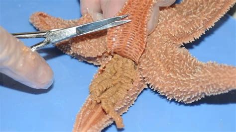 Dissection 101 Sea Star Dissection Photos Pbs Learningmedia