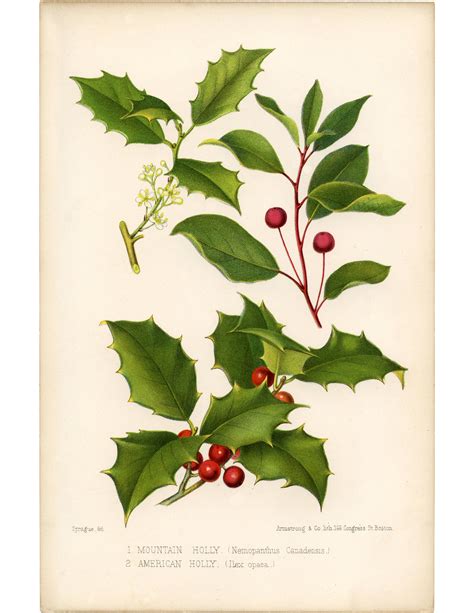 Vintage Holly Printable Beautiful Botanical The