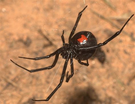 Pictures, identify the male black widow from its mortal mate. Poisonous spider