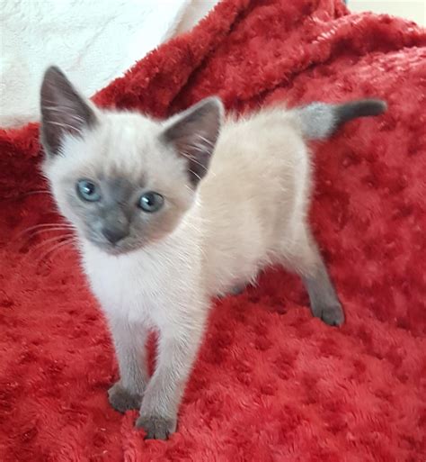 Bluey Male Siamese Mix Cat In Qld Petrescue