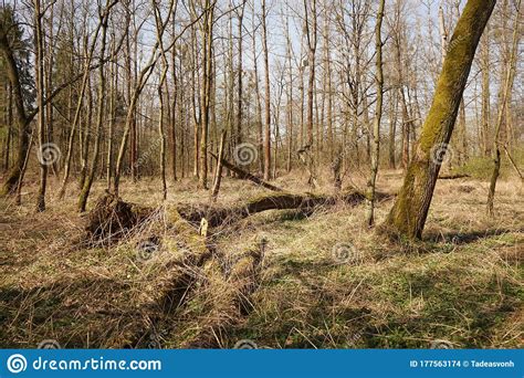 Floodplain Forest In Spring Stock Photo Image Of Water Creek 177563174