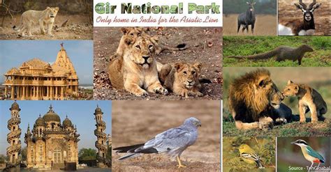 Image 1 Gir National Park What After College