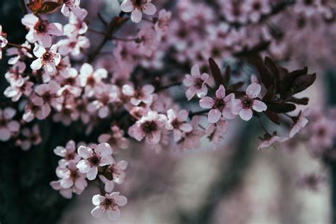 Wallpaper Id 230232 Cherry Tree In Spring With Thick Pink Blossom In