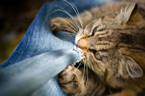 Brazo Para Fiabilidad Por Que Mi Gato Amasa Pago Temporizador Posponer