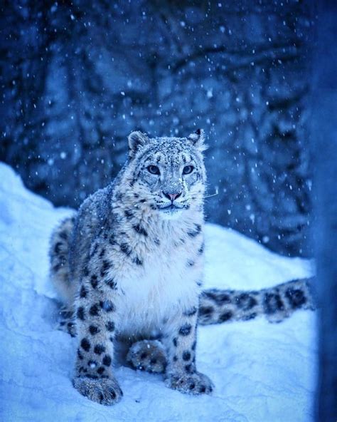 Posting Snow Leopards Every Day Until I Run Out Day 127 Snowleopards