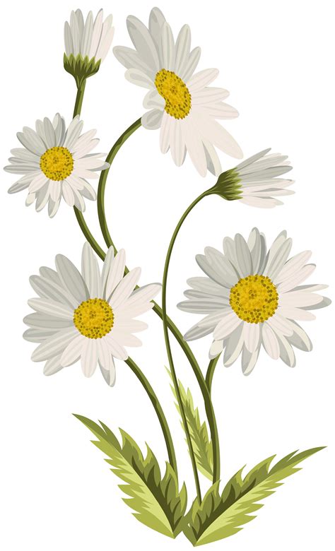 Daisy Png Clipart Free PNG Image