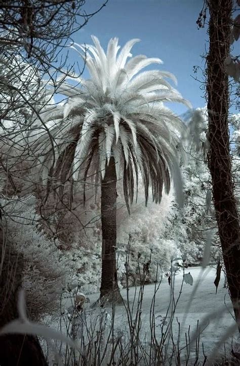46 Best Palm Dates Images On Pinterest Palm Trees Palms