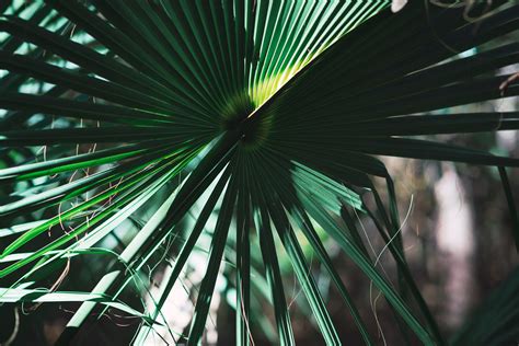 Palm Leaves Wallpapers Wallpaper Cave
