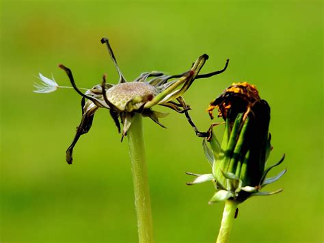 Serangga ini sangat menyebalkan karena dapat bereproduksi dengan cepat. Gambar : alam, daun, terbang, margasatwa, hijau, serangga ...