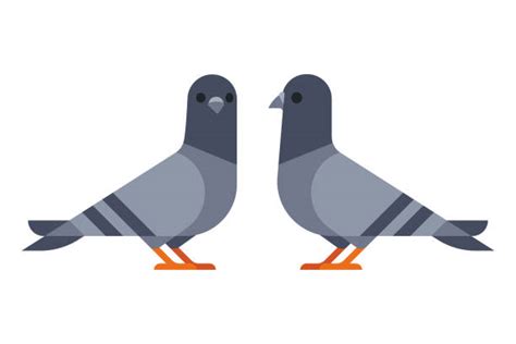24800 Pigeon Stock Illustrations Royalty Free Vector Graphics And Clip